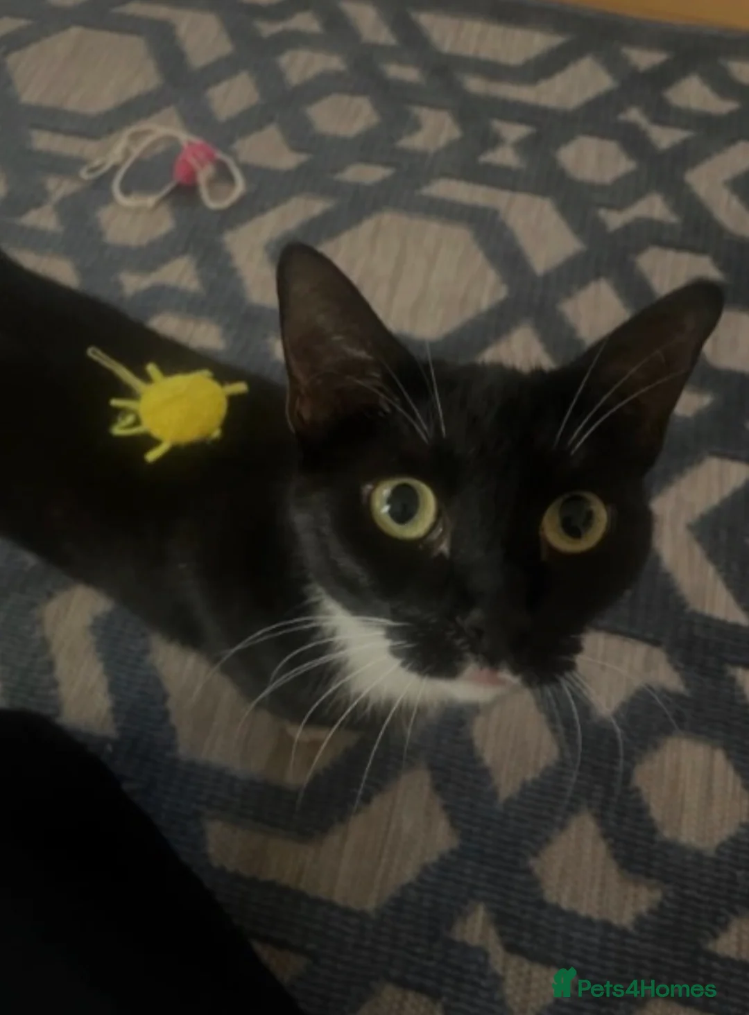 Mixed Breed cats for sale: Twix 🧡 - Advert 1