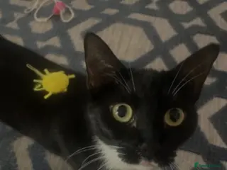 Mixed Breed cats Twix 🧡 - Advert 7