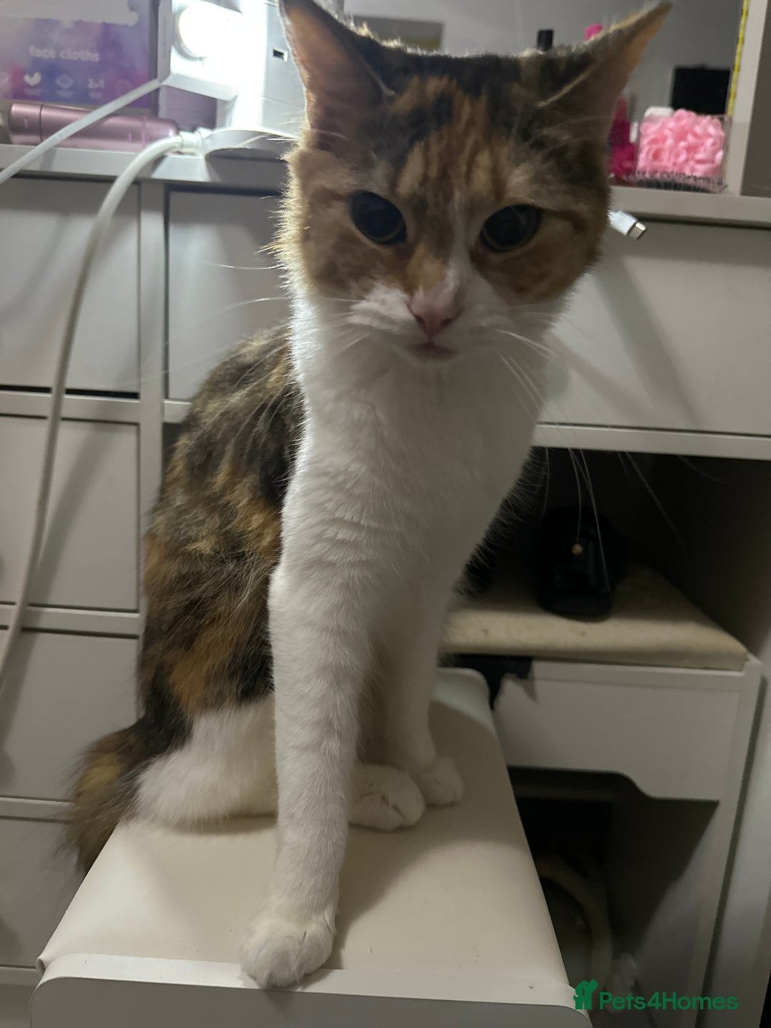 Mixed Breed cats for sale: Kittens  - Advert 11