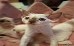 Devon Rex cats for sale: 🐱 Wonderful kittens Devon rex - Image 4