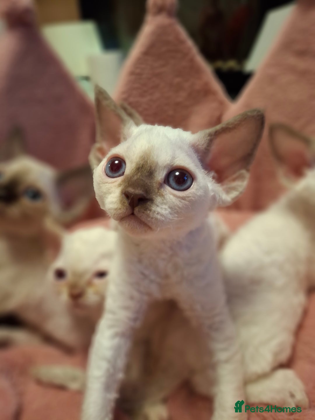 Devon Rex cats for sale: 🐱 Wonderful kittens Devon rex - Image 4