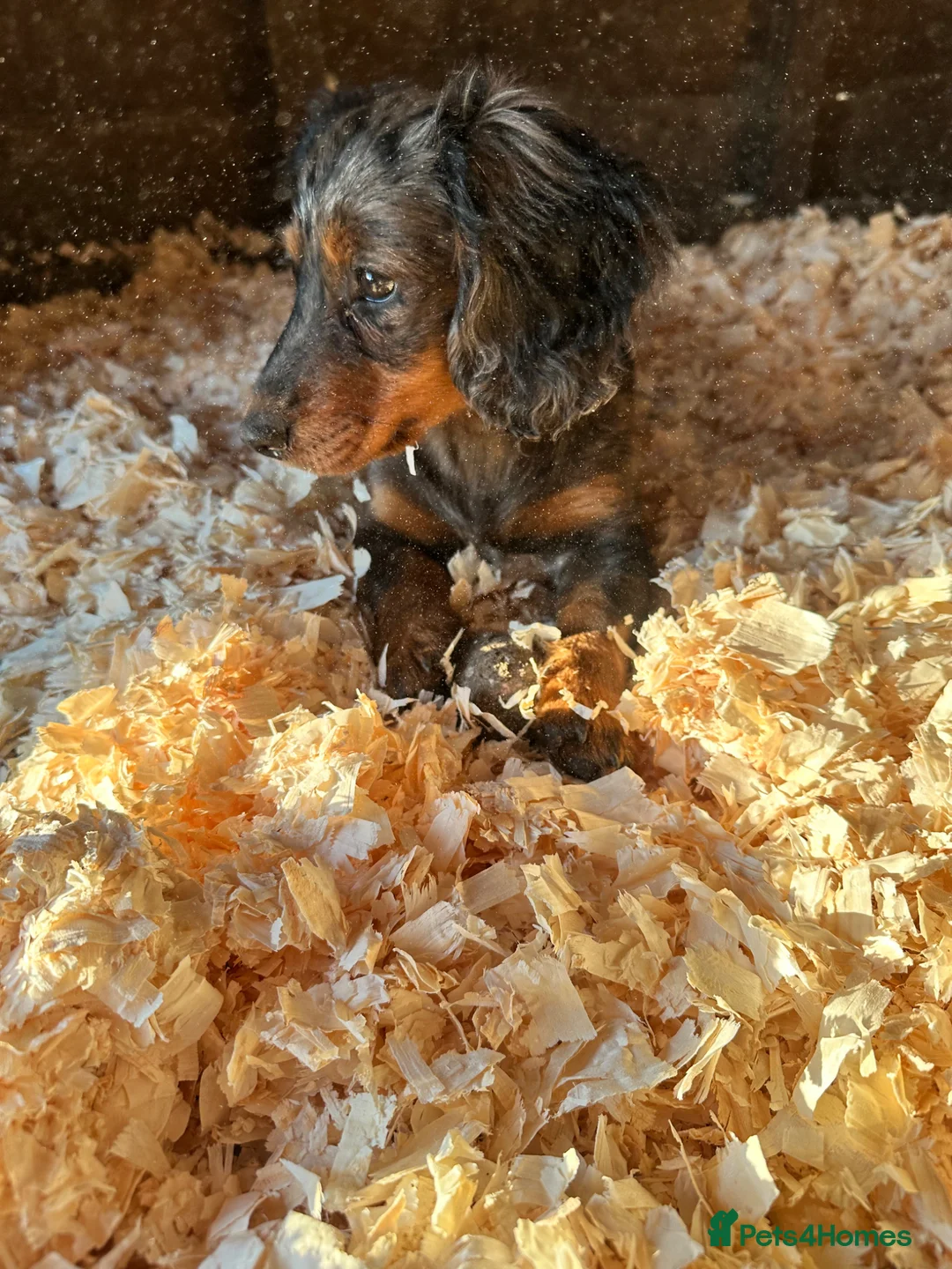 Mixed Breed dogs for sale: Dachshund x spaniel puppy 6 months  - Advert 5