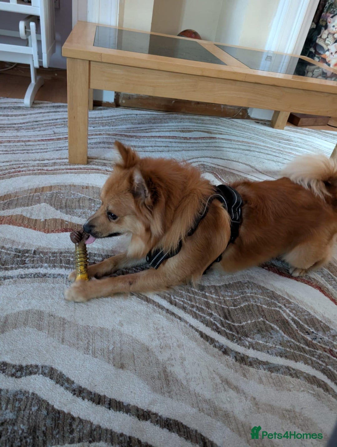 German Spitz dogs for stud: Volpino Italiano for STUD - Image 4