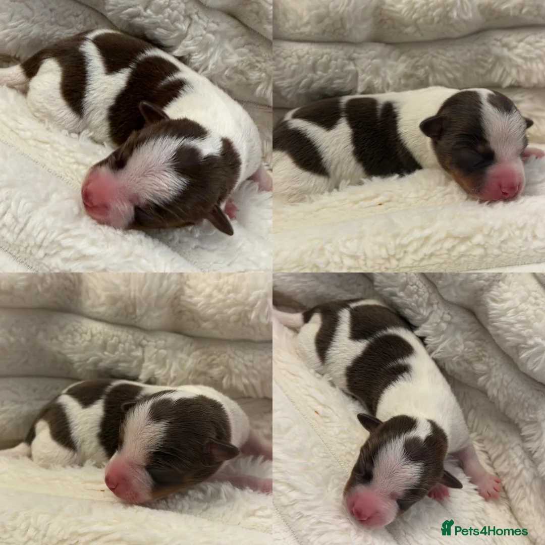 Jack Russell dogs for sale: DONJACKS - fully health tested miniature puppies  - Advert 22