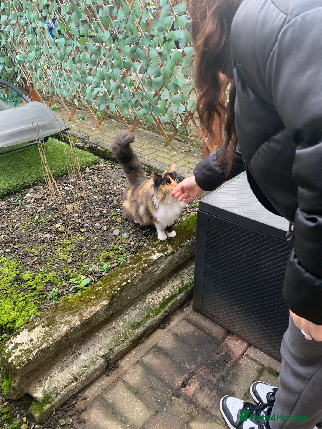 American Shorthair cats for sale: 1 Kitten left for reserve!! - Advert 2