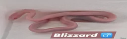 Python Snake reptiles for sale: Various royals in Bilston - Advert 14