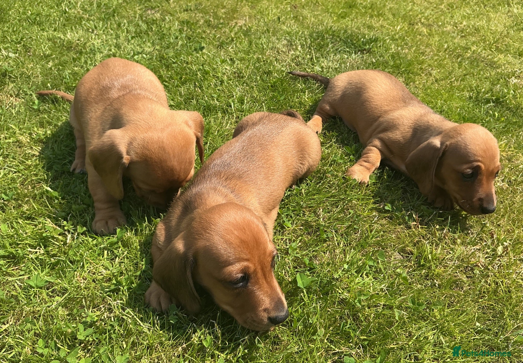 Miniature Dachshund dogs KC REG Miniature dachshunds. Council licensed - Advert 1