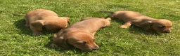 Miniature Dachshund dogs for sale: KC REG Miniature dachshunds. Council licensed - Advert 15