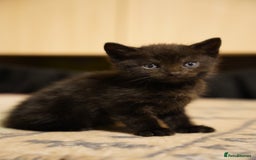 Mixed Breed cats for sale: Mixed breed  - Advert 11