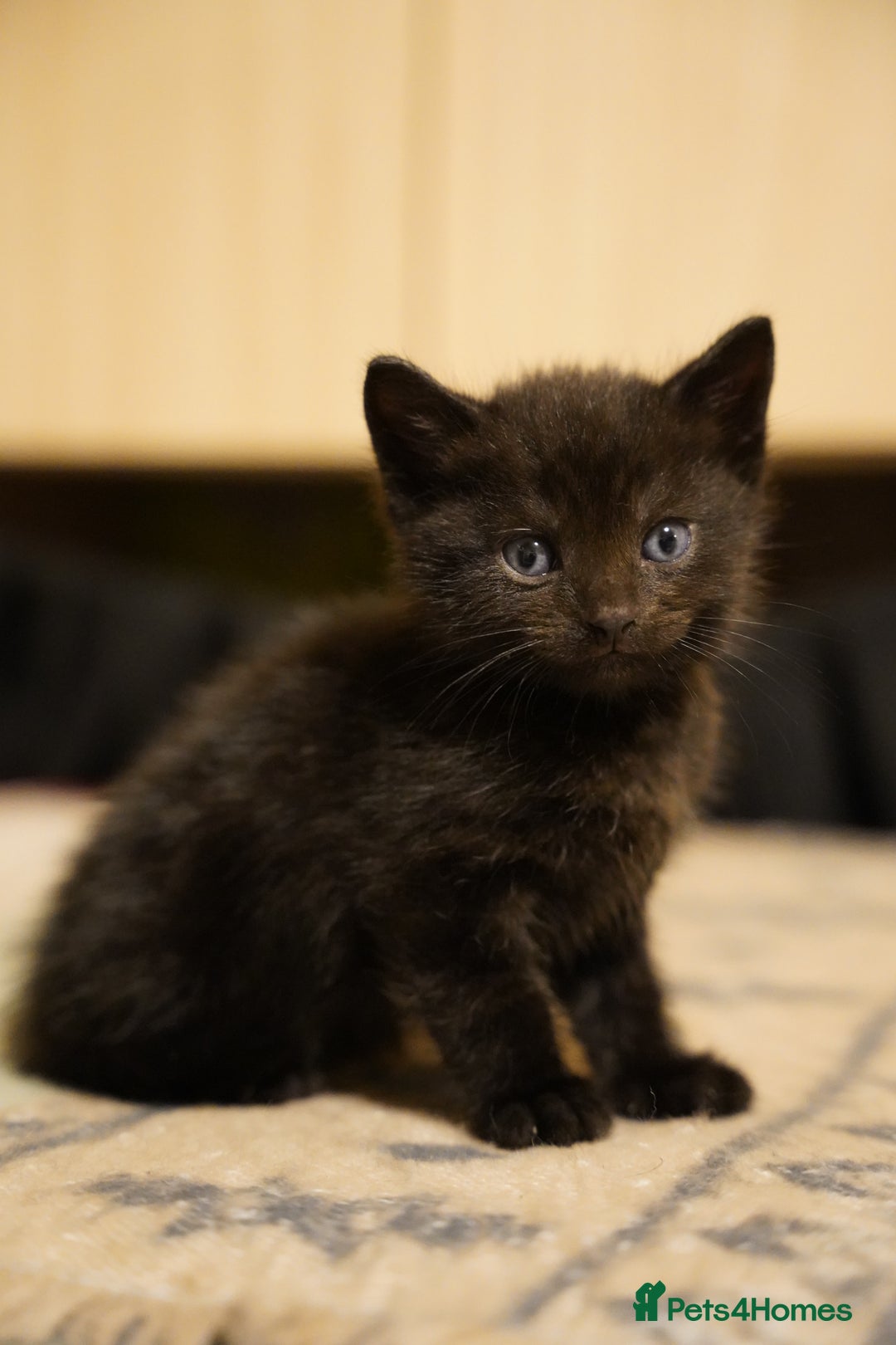 Mixed Breed cats for sale: Mixed breed  - Advert 11