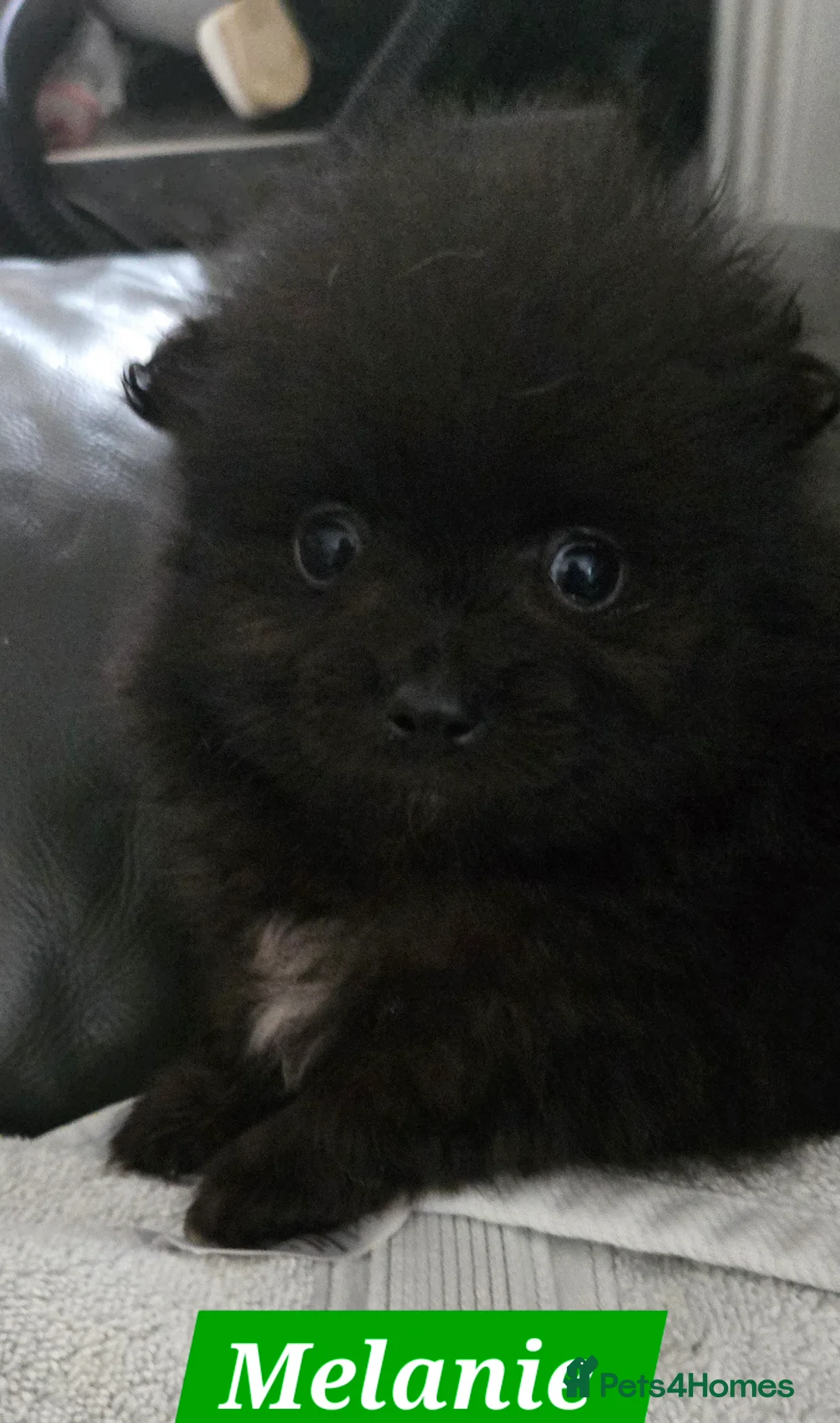 Pomeranian dogs for sale: Pretty Pomeranians  - Advert 23