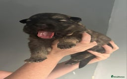 German Shepherd dogs for sale: German Shepherd pups - Image 8