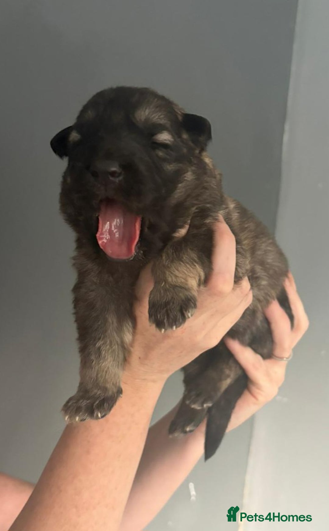 German Shepherd dogs for sale: German Shepherd pups - Image 8