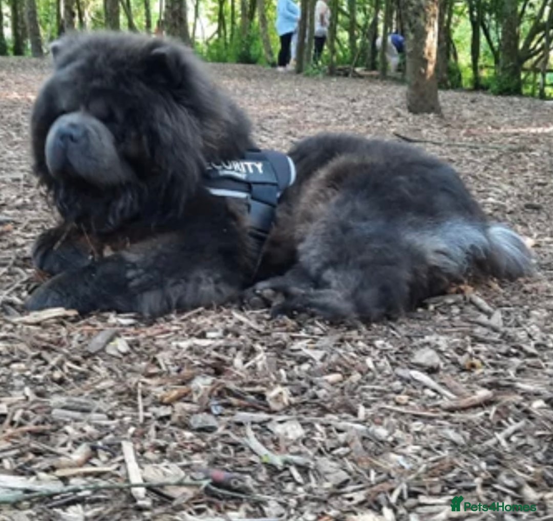 Chow Chow dogs for sale: KC reg chow chows  - Advert 11