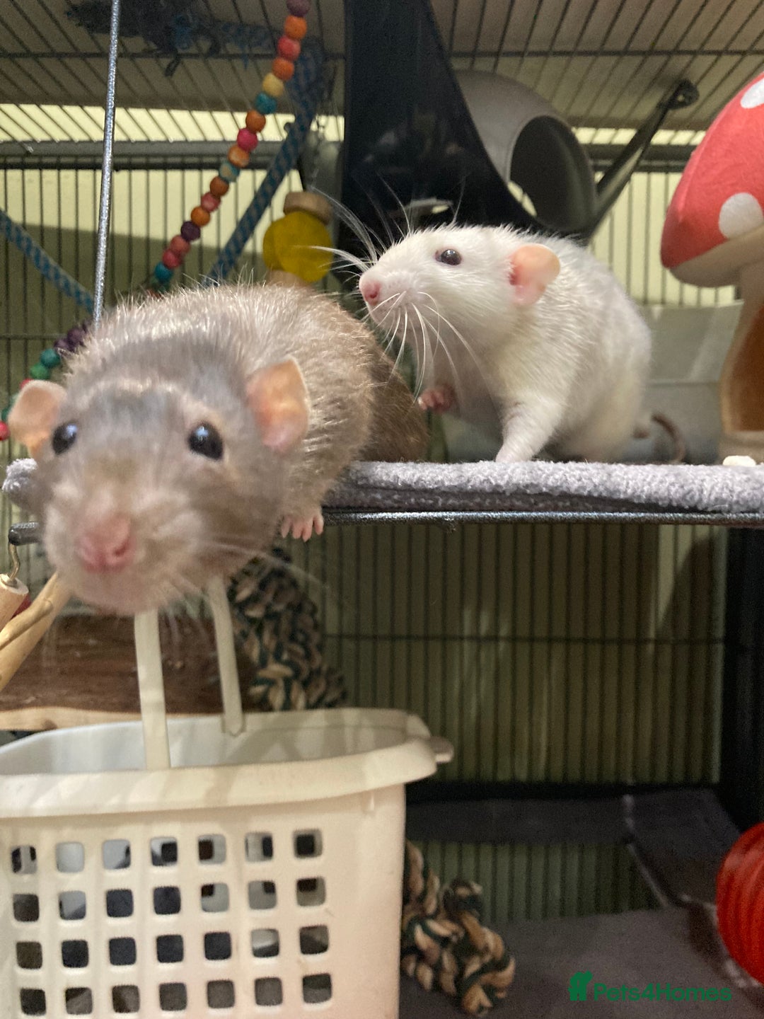Rat rodents for sale: 3 Rat boys for rehoming - Image 2