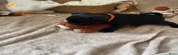 Pug dogs for sale: Six Happy & Healthy KC Pedigree Pugs - Advert 31
