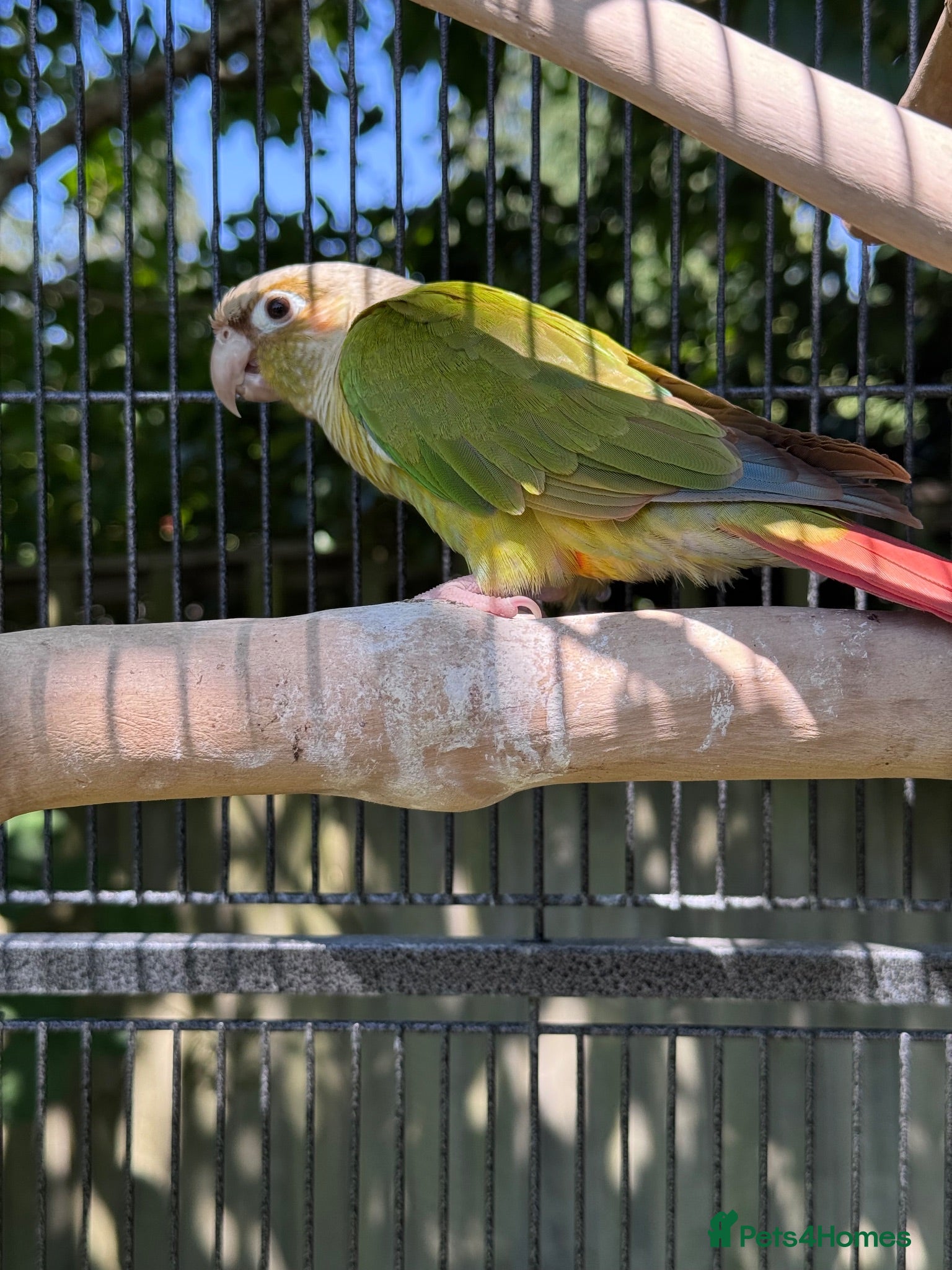 Conures birds Kiki lovely Conure - Advert 2