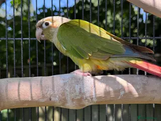 Conures birds Kiki lovely Conure - Advert 2