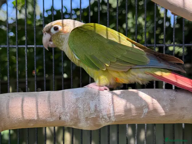 Conures birds Kiki lovely Conure - Advert 2
