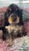 Cocker Spaniel dogs Quality KC Reg Show Cocker Spaniels - Advert 6