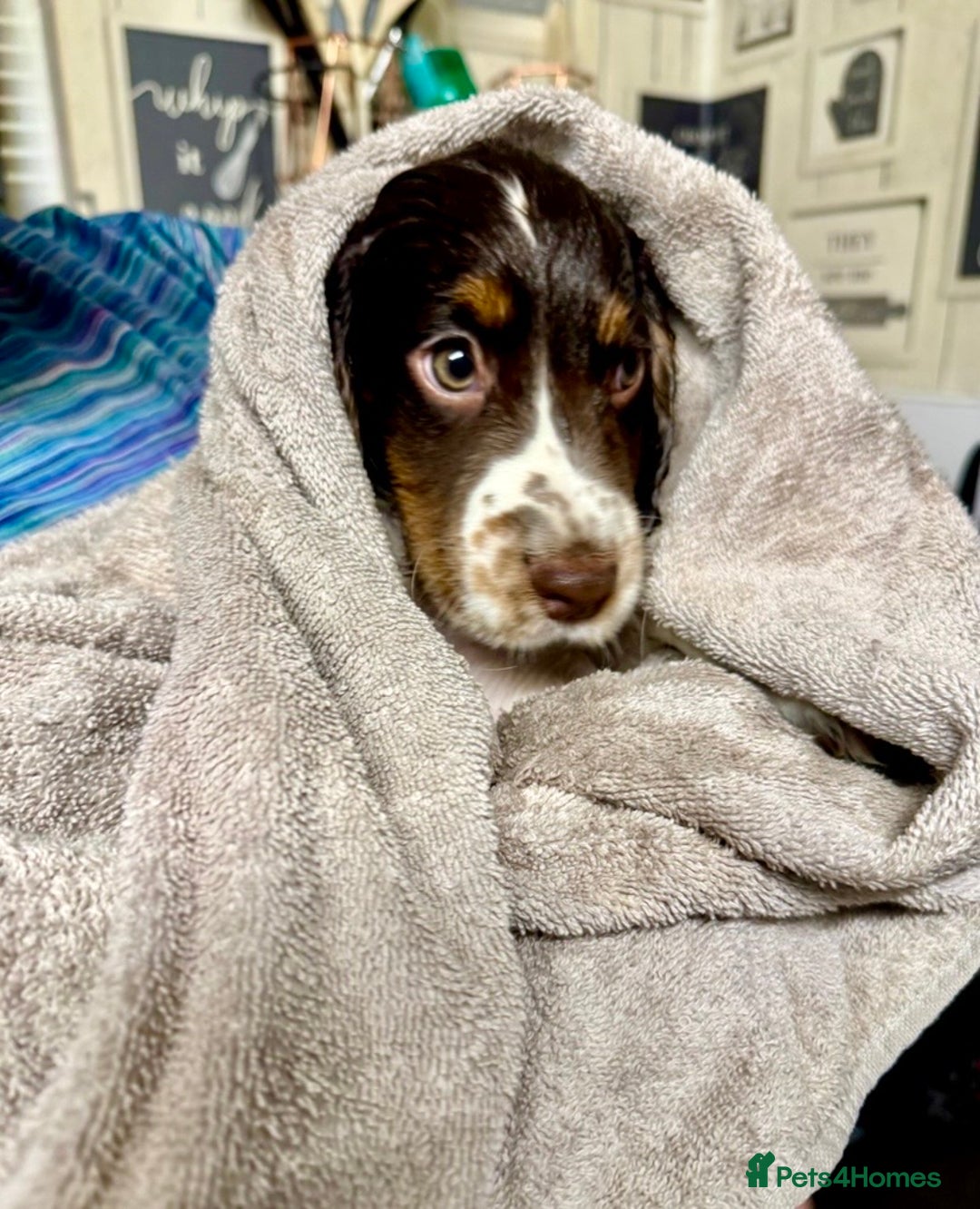 Cocker Spaniel dogs for sale: 💜 ONLY 1 Tri-Coloured Cocker Stunning Girl 💜 - Advert 1