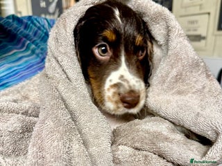 Cocker Spaniel dogs 💜 ONLY 1 Tri-Coloured Cocker Stunning Girl 💜 - Advert 3