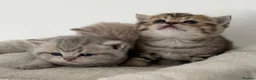 British Shorthair cats for sale: british shorthair kittens  - Advert 7