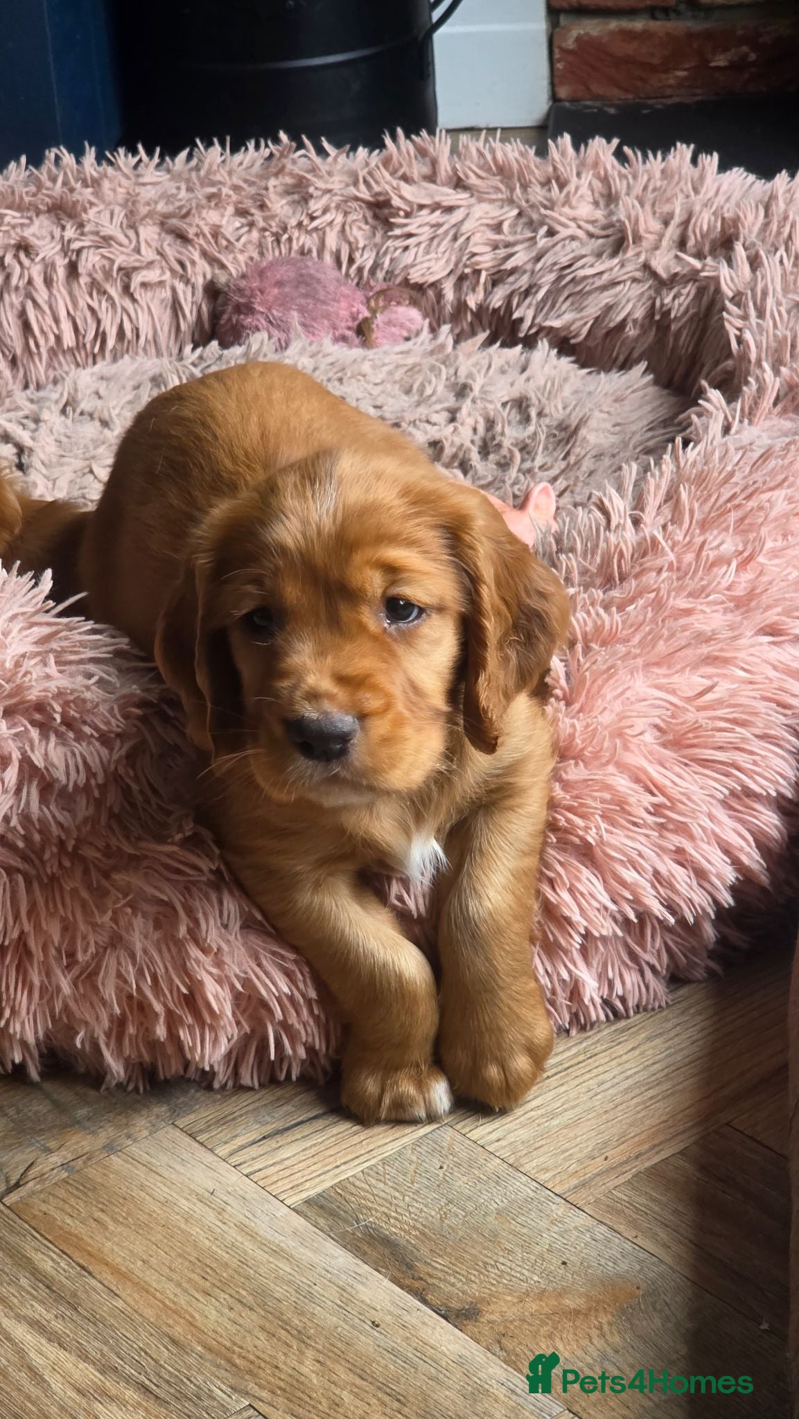 Sprocker dogs Spaniel puppies - Advert 1