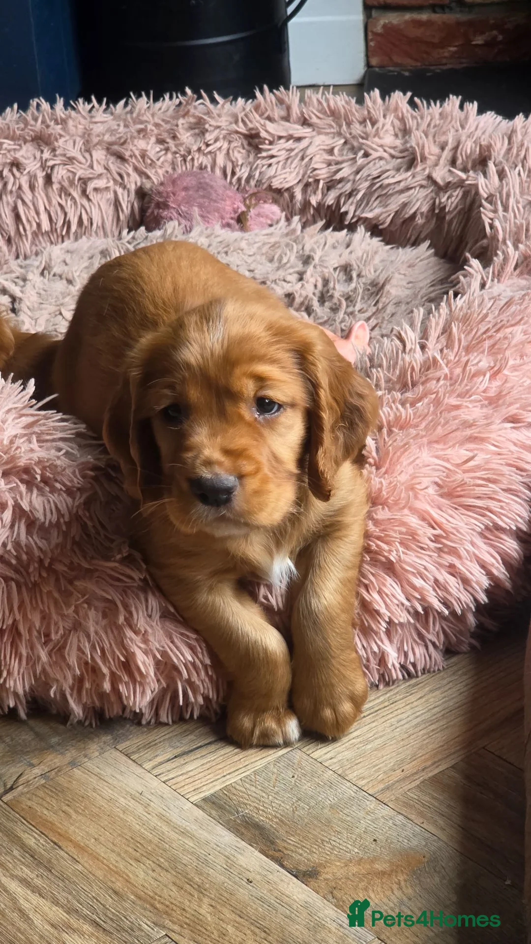 Sprocker dogs for sale: Spaniel puppies - Advert 1