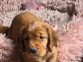 Sprocker dogs Spaniel puppies - Advert 1