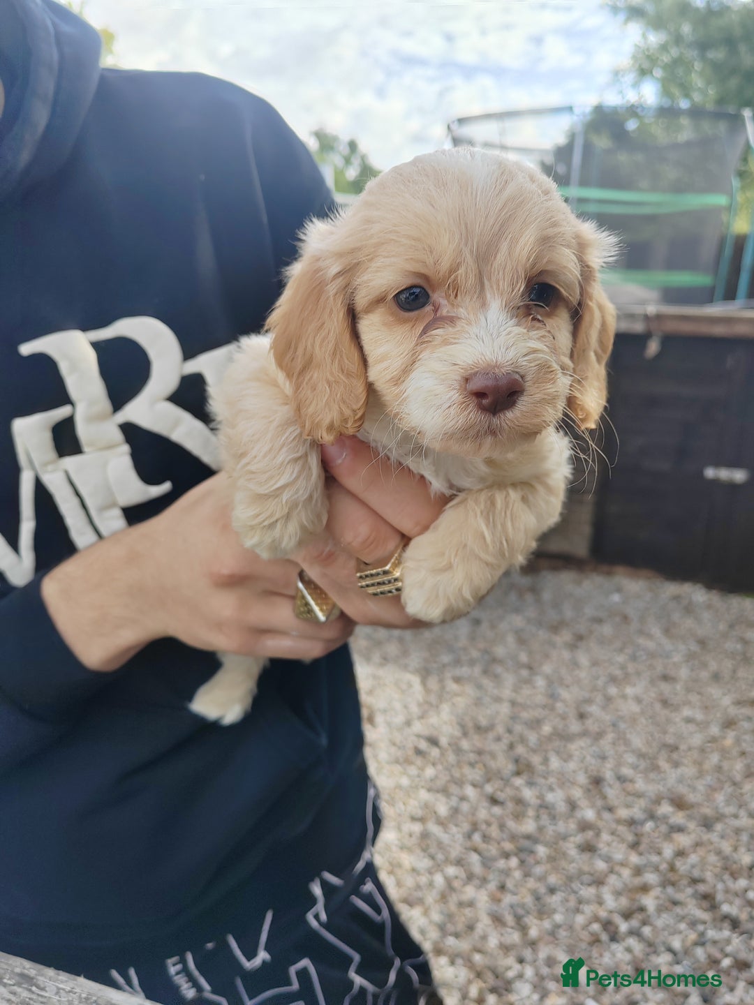 Cockapoo dogs for sale: Cookerpoo - Image 7
