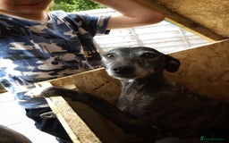 Mixed Breed dogs for sale: Lurcher puppies  - Image 7