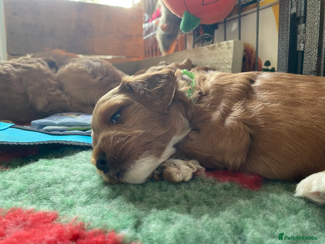 Mixed Breed dogs for sale: Beautiful Cavacockapoo puppies, only two left!  - Advert 22