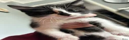 Mixed Breed cats for sale: 4 playful kittens ready to find their forever home - Advert 20