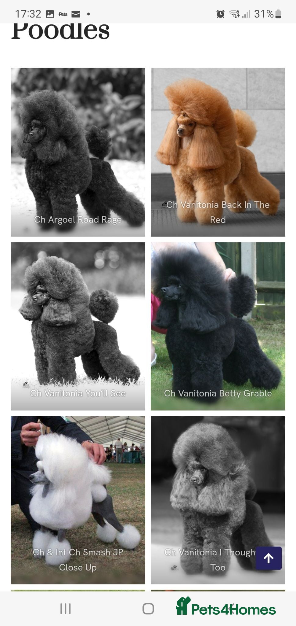 Toy Poodle dogs Tiny Toy Poodle puppies both parents health tested - Advert 1