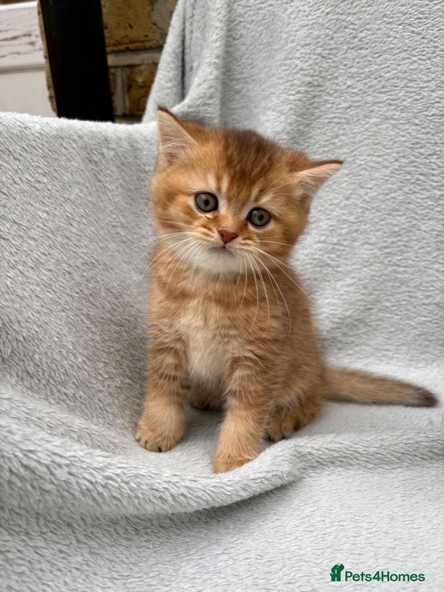 British Shorthair cats ✨Pedigree golden British shorthair chocolate lilac - Advert 2