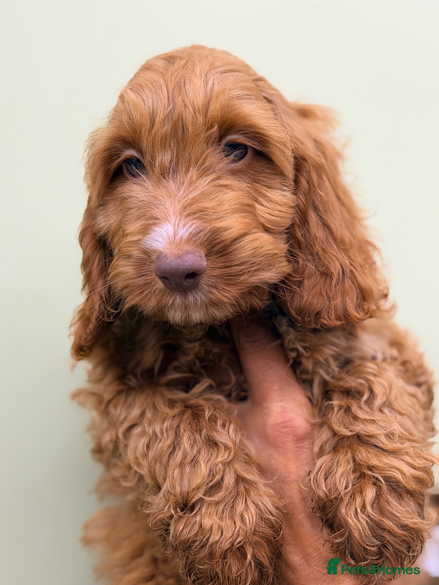 Cockapoo dogs F1 Toy Size Beautiful Pups PRA and DNA Tested - Advert 1