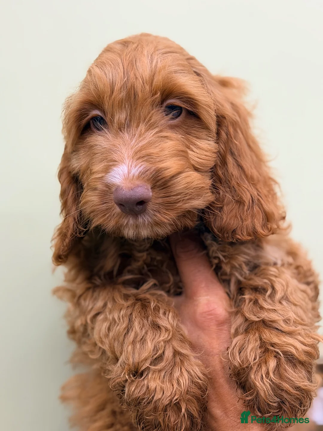 Cockapoo dogs for sale: F1 Toy Size Beautiful Pups PRA and DNA Tested - Advert 1