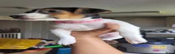 Jack Russell dogs for sale: Beautiful Female Pure Breed Jack Russell Terrier - Advert 7