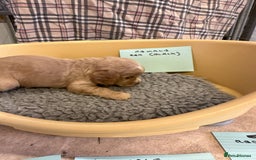 Cocker Spaniel dogs for sale: Two cocker spaniel litters - Image 26