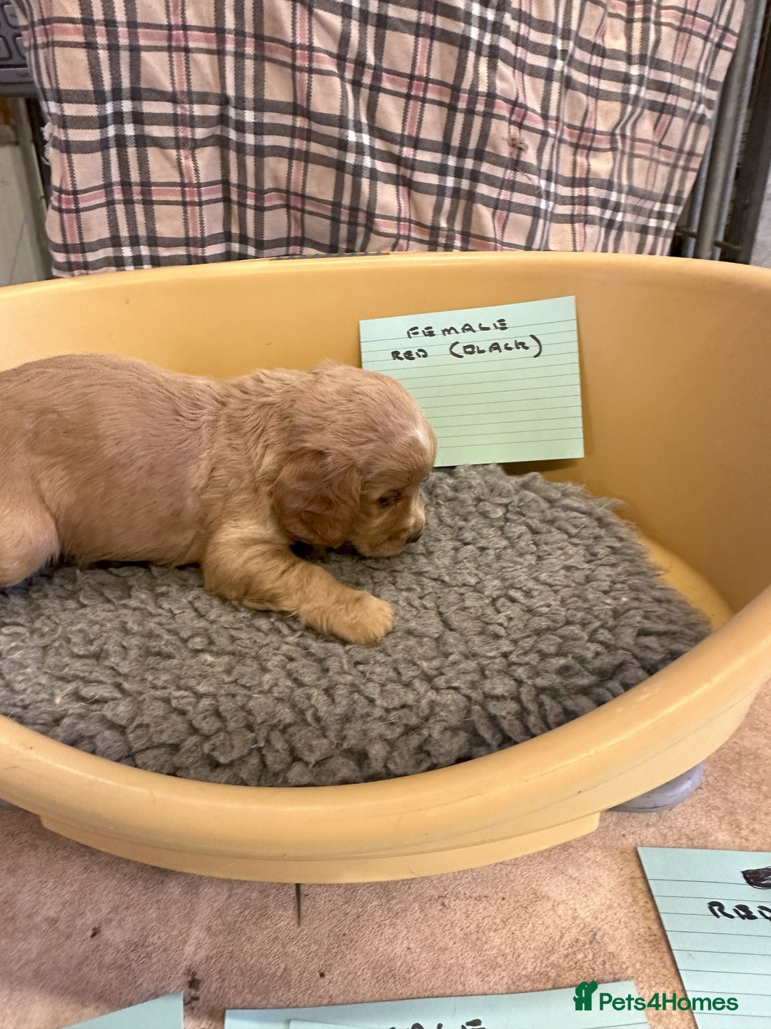 Cocker Spaniel dogs for sale: Two cocker spaniel litters - Image 26