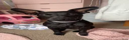 Patterdale Terrier dogs for adoption: Black Patterdale Terrior 3-YO in Colne - Advert 5