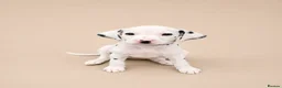 Dalmatian dogs for sale: 🖤 Ready now ONE BOY LEFT Dalmatian Puppies 🖤 - Advert 16