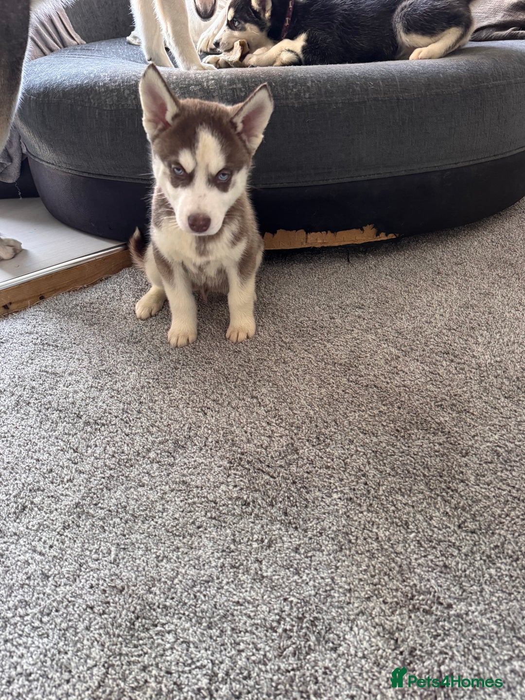 Siberian Husky dogs for sale: Siberian husky boys  - Advert 17