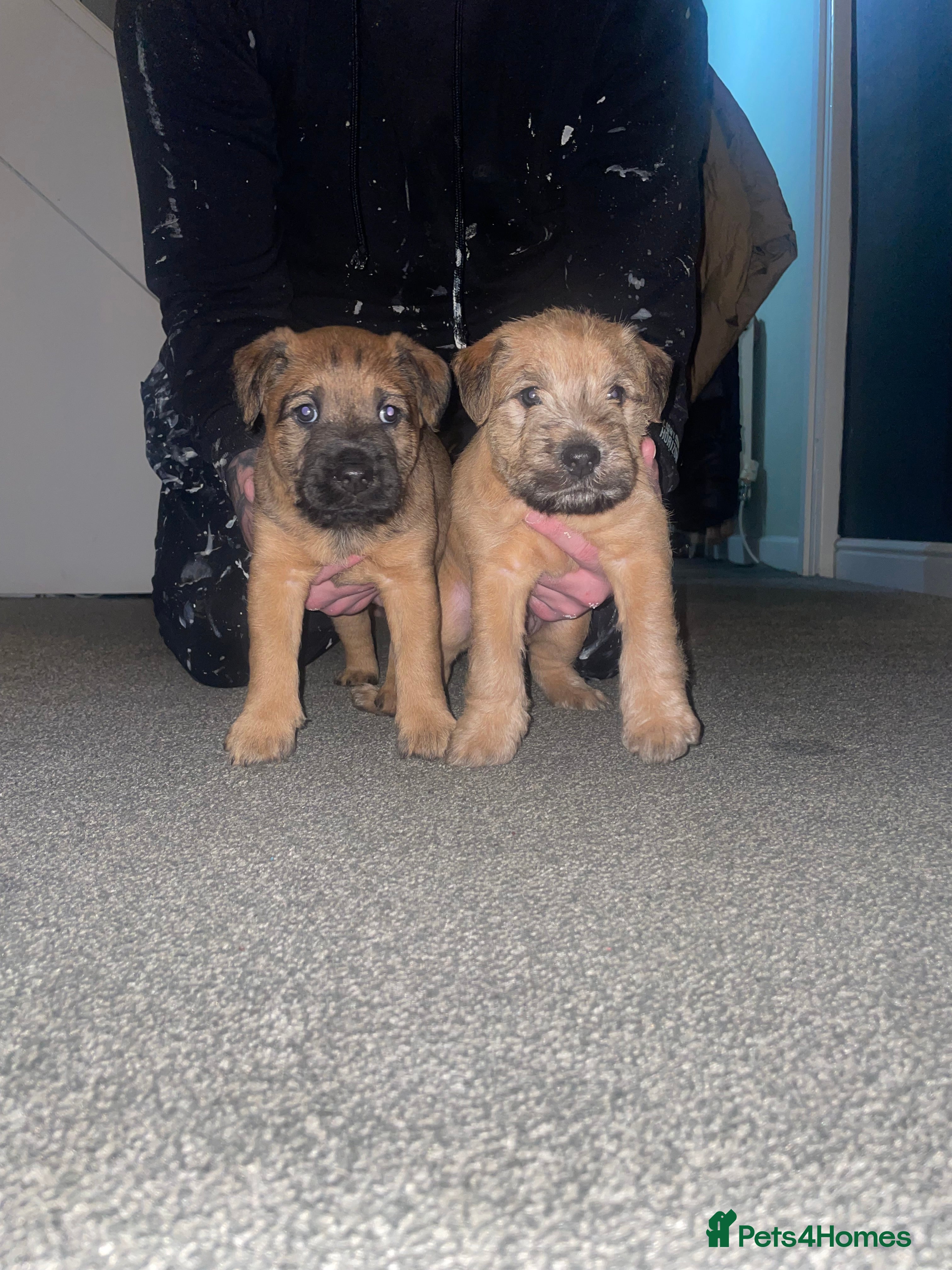 Mixed Breed dogs Wheaten x Lakeland terriers  - Advert 2