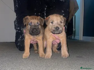 Mixed Breed dogs Wheaten x Lakeland terriers - Advert 2