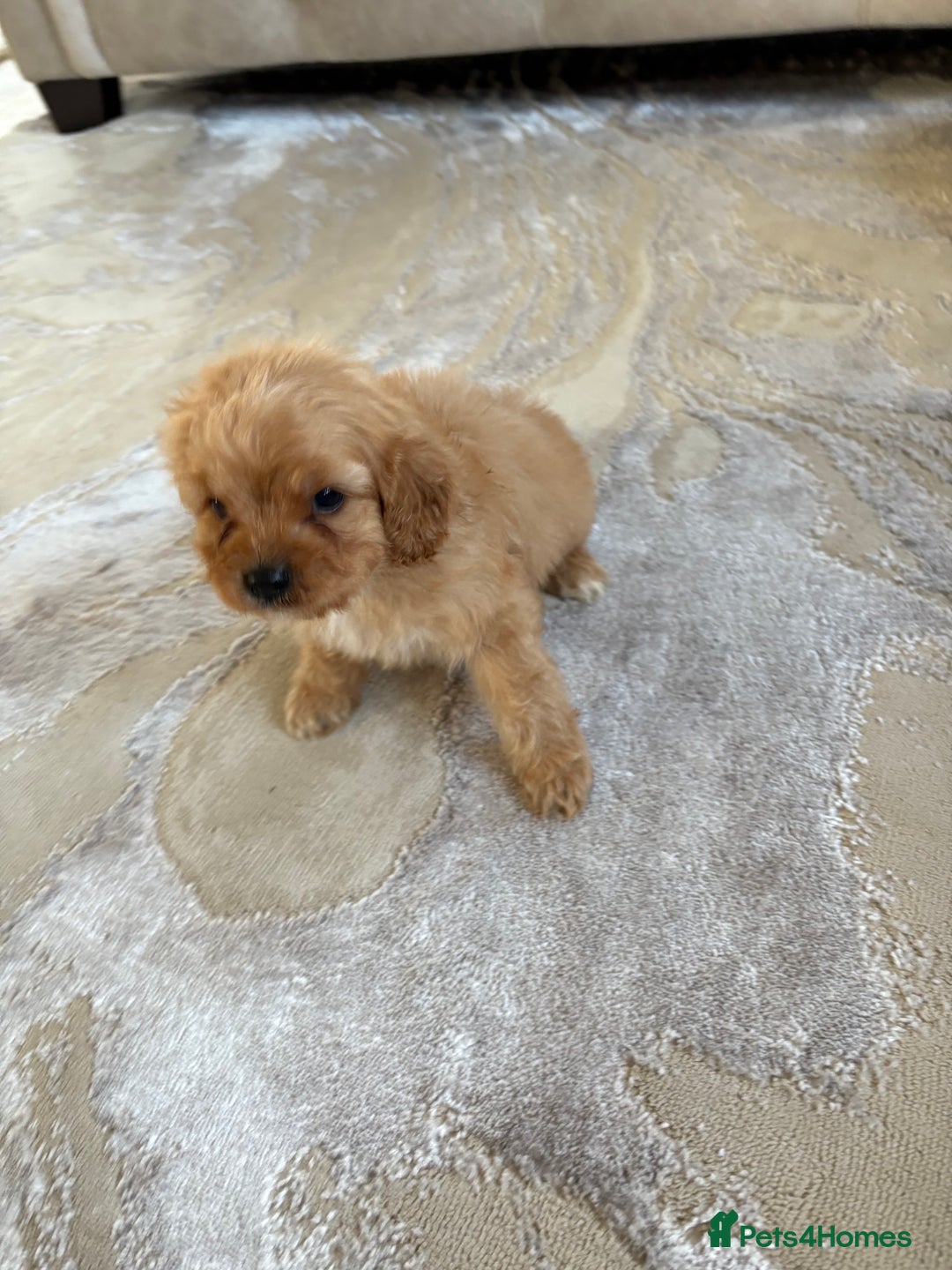 Cavapoo dogs for sale: F1 CAVAPOO PUPPIES 🐶  - Advert 8