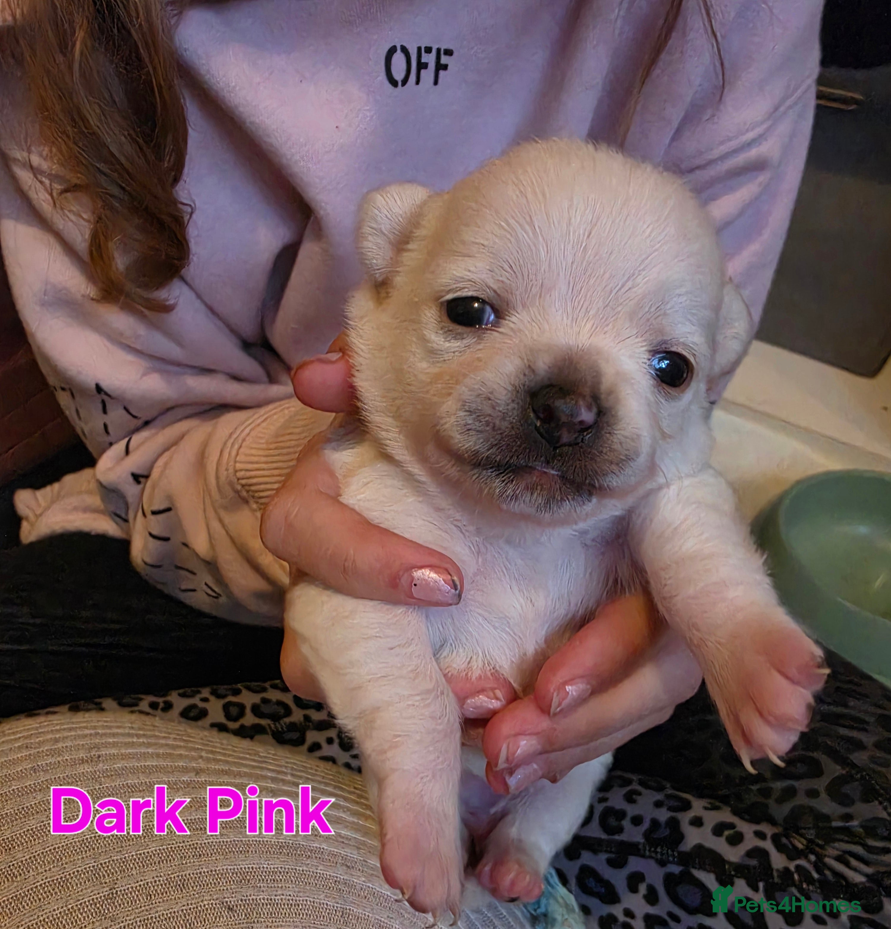 Chihuahua dogs VERY RARE Brindle Chihuahua Puppies - Advert 2