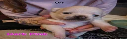 Chihuahua dogs for sale: VERY RARE Brindle Chihuahua Puppies - Advert 2
