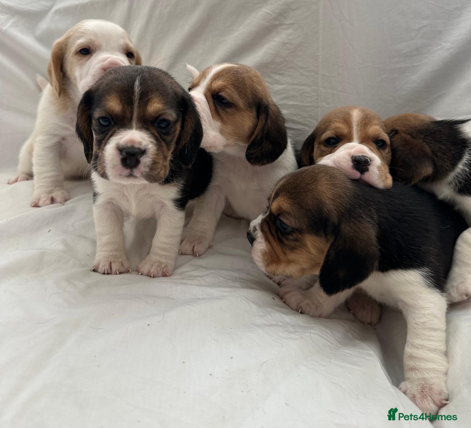 Beagle dogs Charterwood/Duffose Show win Kc registered, ,,   - Advert 4